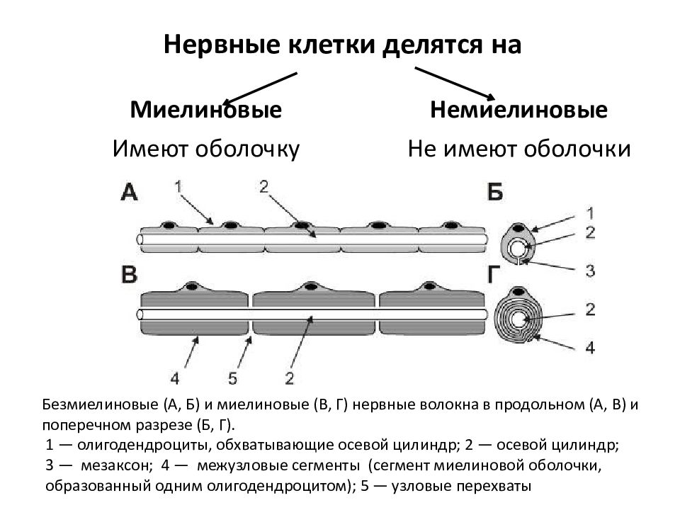 Нервное волокно рисунок