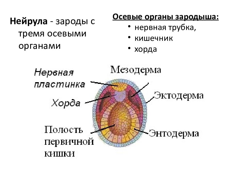 Строение зародыша. Строение зародыша на стадии образования осевых органов. Схема строения нейрулы. Нейрула хордовых. Осевой комплекс зачатков, зародышевые листки.