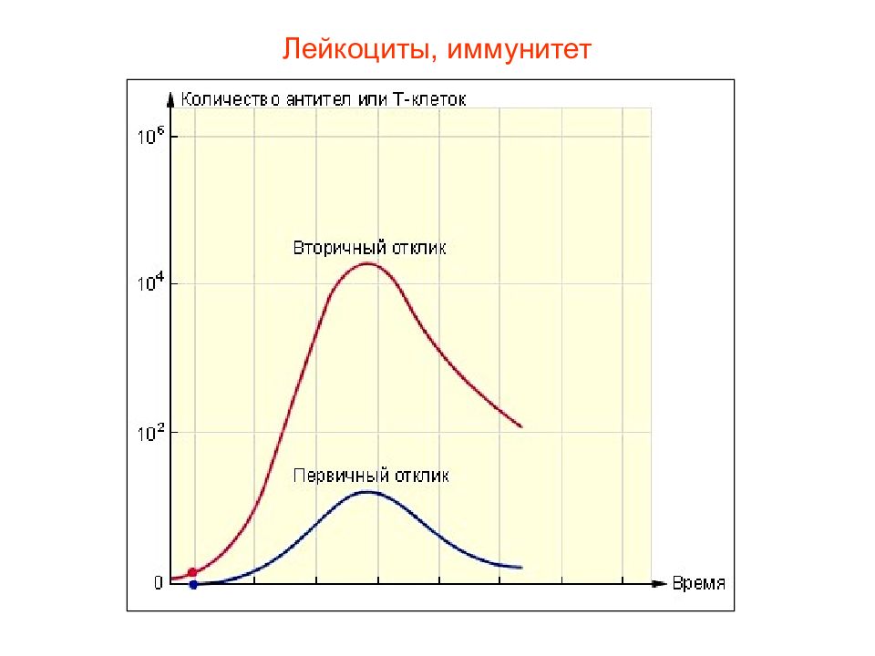 Презентация кровь пименов