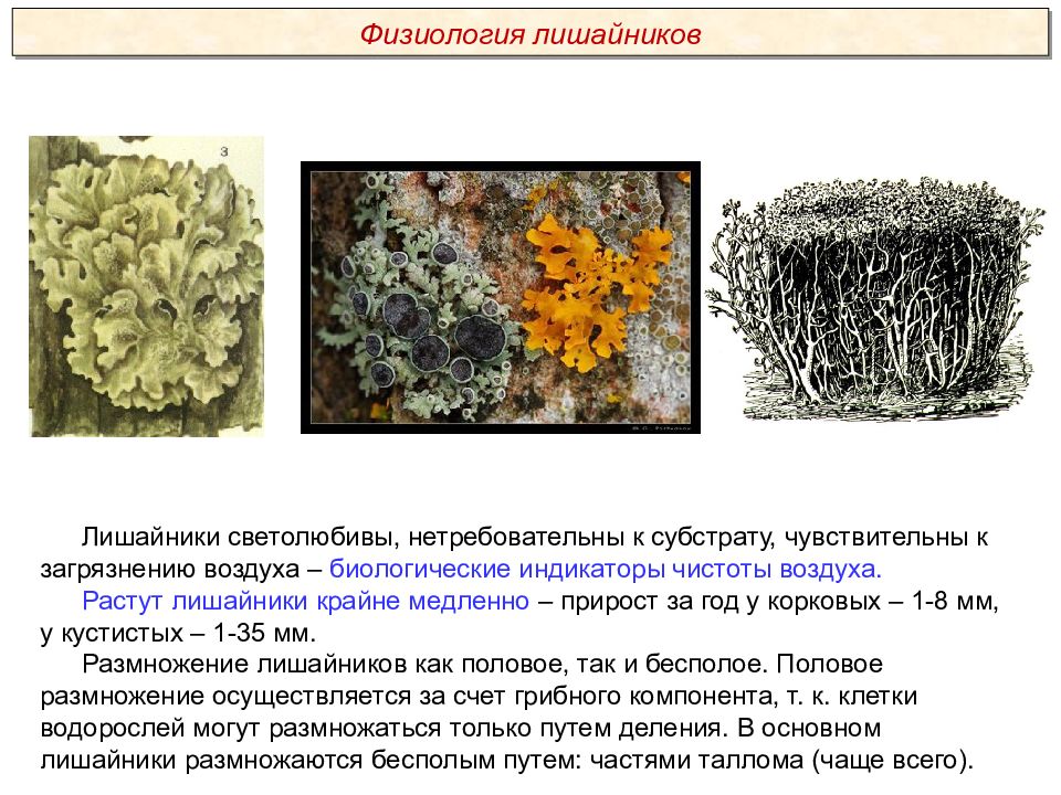 Лишайники способны к. Лишайники, обитающие на каменистых субстратах. Характеристика лишайников. Особенности строения лишайников. Лишайники особенности.