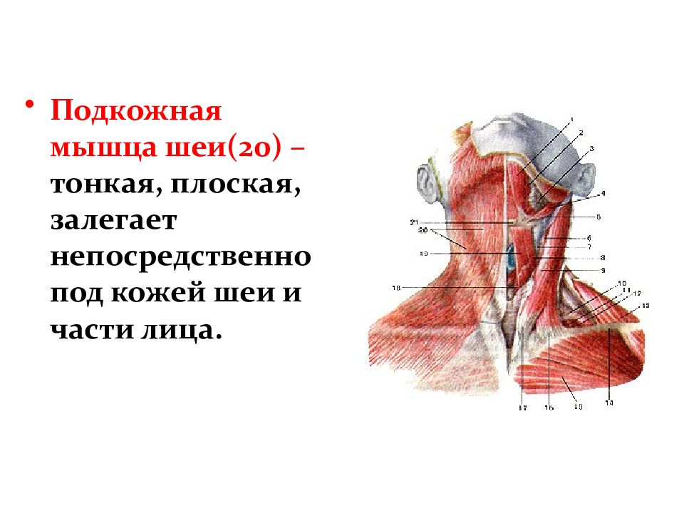 Подкожная мышца. Подкожная мышца шеи анатомия. Мышцы головы и шеи анатомия атлас. Мышцы головы шеи и туловища. Платизма мышца функции.