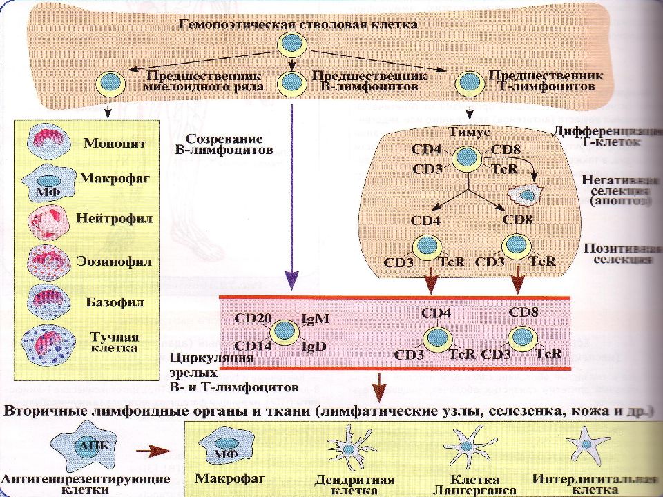 Схема дифференцировки т лимфоцитов