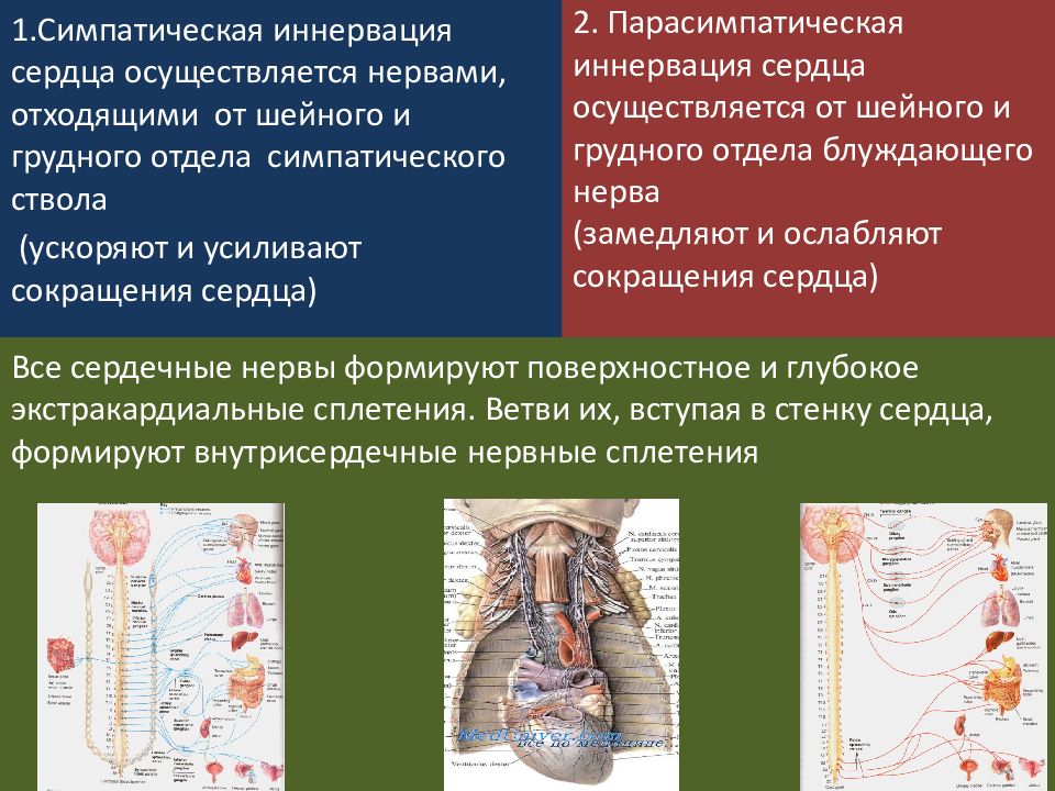 Кто открыл сосудосуживающие сосуды опишите схему опыта