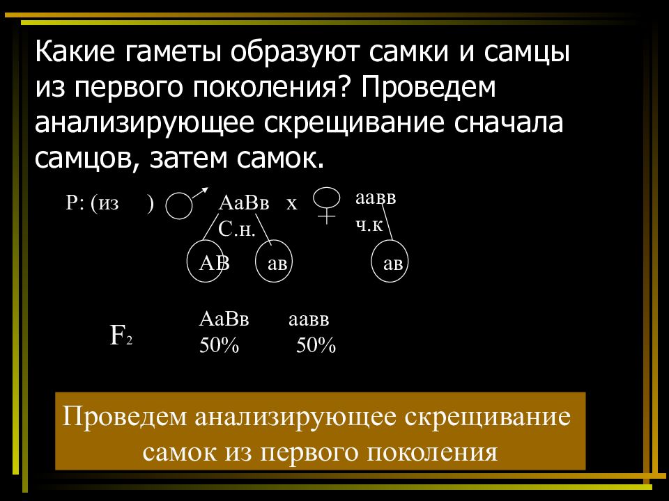 Сколько типов гамет образует потомок от анализирующего