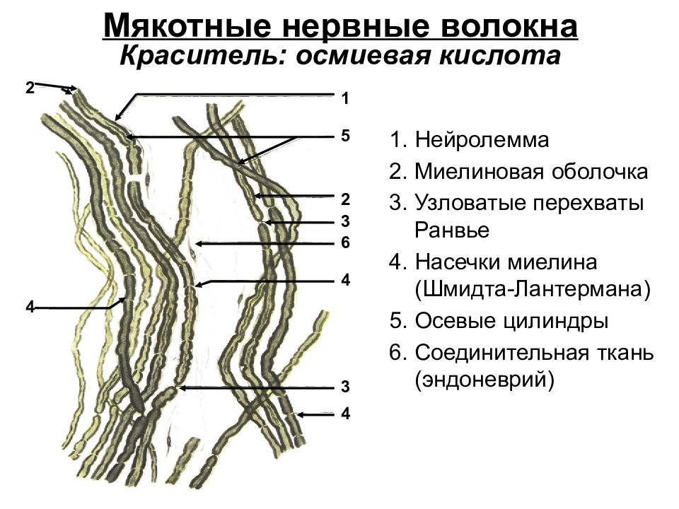 Волокна a b c. Миелиновые нервные волокна препарат. Мякотные нервные волокна седалищного нерва. Строение безмякотных нервных волокон. Миелиновые волокна препарат гистология.