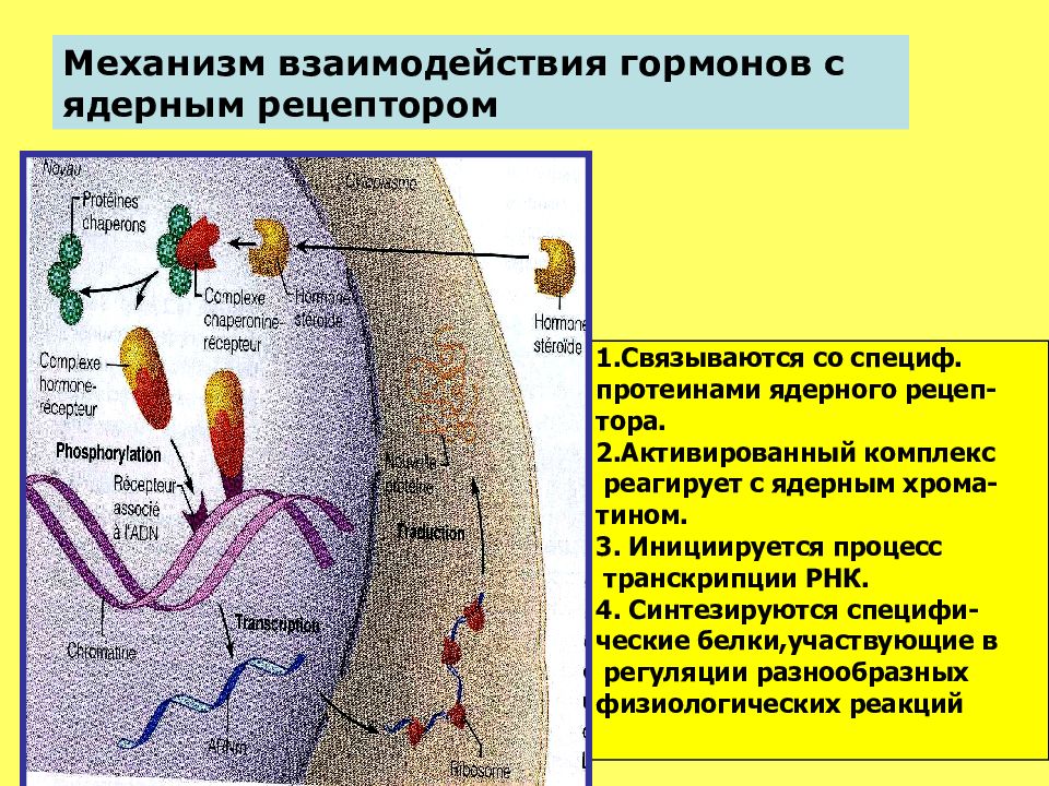 Рецепторы гормонов. Ядерные рецепторы гормонов биохимия. Взаимодействие гормонов с рецепторами. Механизмы взаимодействия гормонов. Типы рецепторов гормонов биохимия.