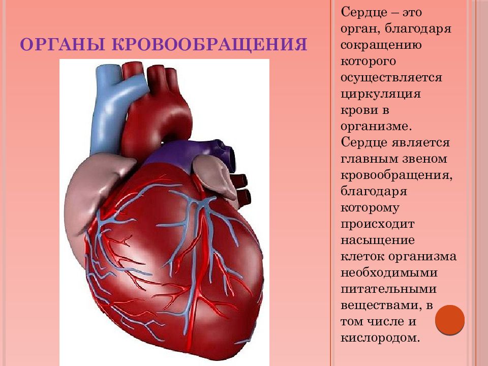 Что входит в кровообращения. Сердце. Сердце орган кровообращения. Черце.