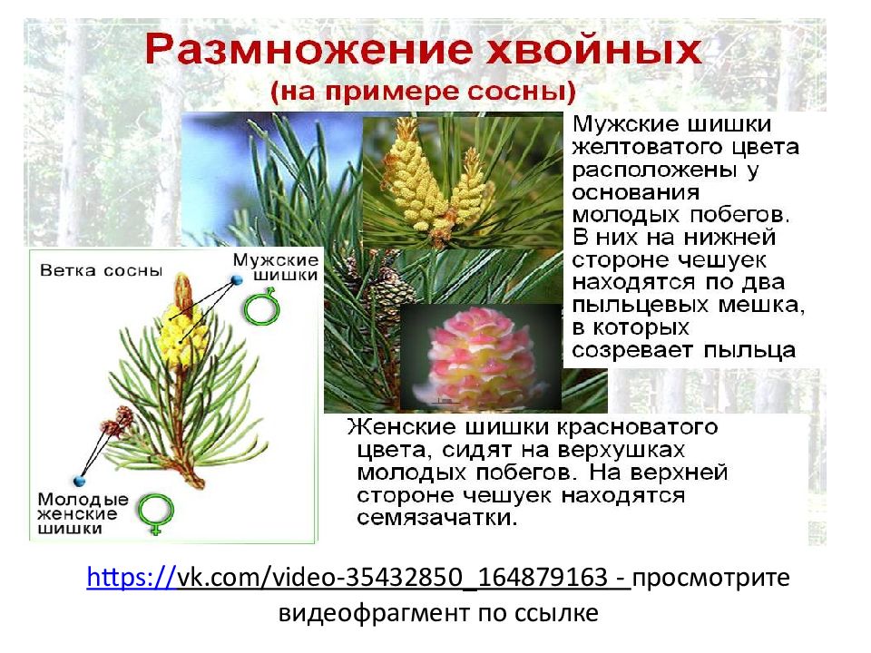 Каковы особенности голосеменных растений 7 класс. Голосеменные растения презентация. Женские и мужские шишки голосеменных.