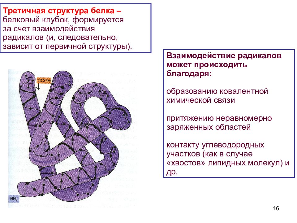 Определи структуру белка. Третичная структура белка связи взаимодействия. Третичная структура белка взаимодействие. Третичная структура белка формируется за счет. Третичная структура белка таблица.