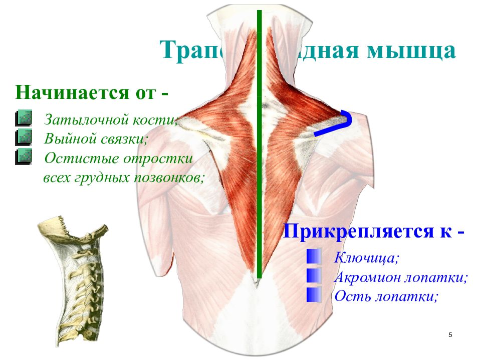 Трапециевидная мышца спины анатомия картинки