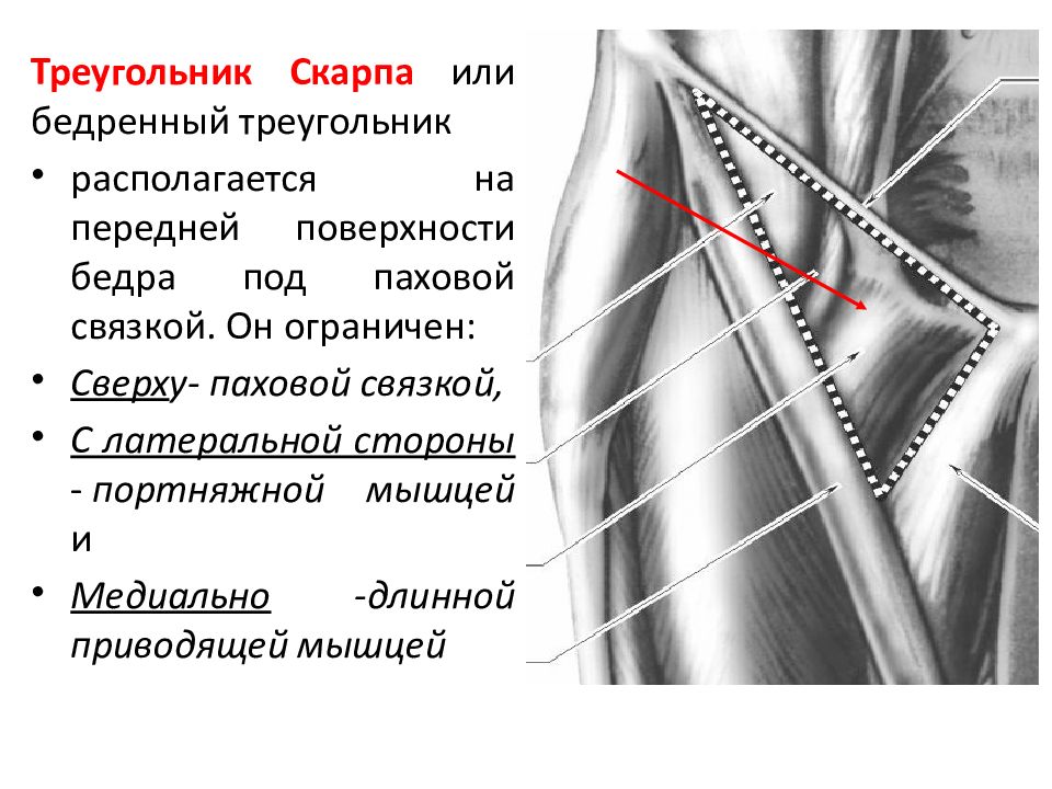 Бедренный треугольник картинка