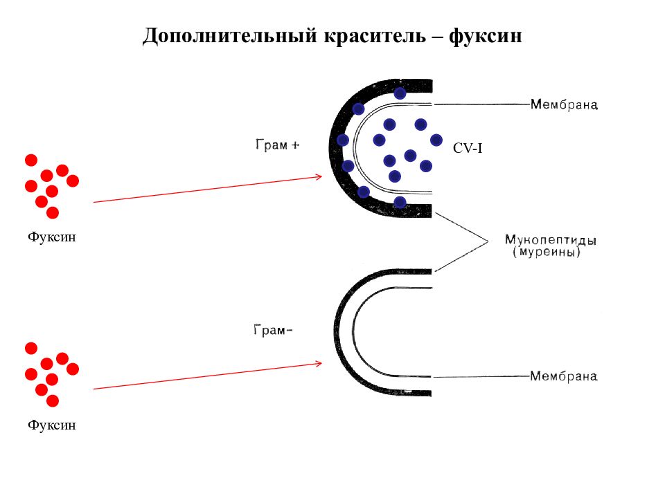 Клеточная стенка прокариот. Мембрана грам + и грам -. Фуксин краситель. Просмотр прокариот.