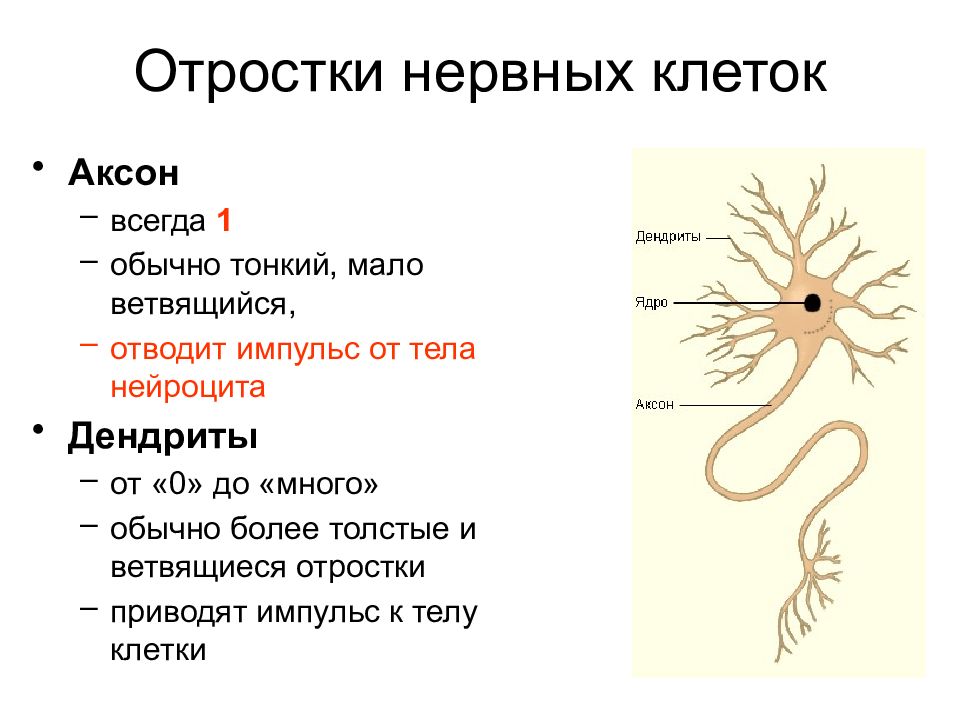 Название нервной клетки. Нервная ткань отростки- дендриты. Строение отростков нервных клеток. Нервная ткань Аксон дендрит функции. Аксоны центральных отростков нейронов.