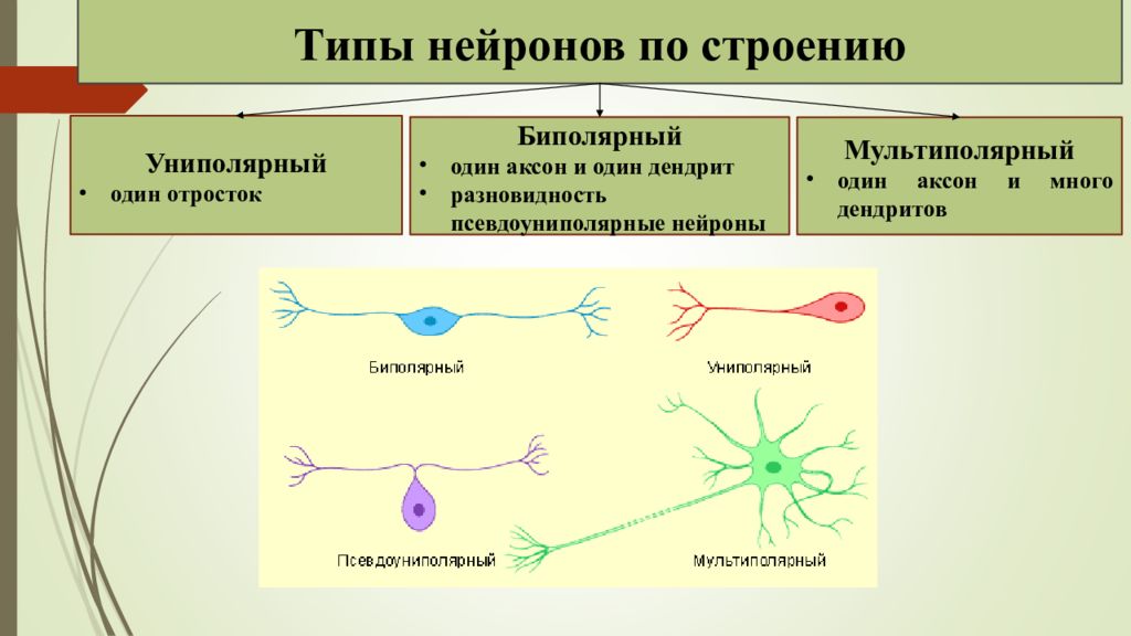 Особенности строения нервных клеток. Типы нейронов униполярные биполярные и мультиполярные. Нервная ткань классификация нейронов. Строение униполярного нейрона. Типы нейронов по функциям схема.