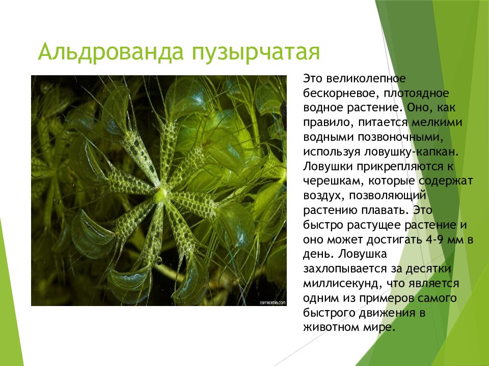 Альдрованда пузырчатая