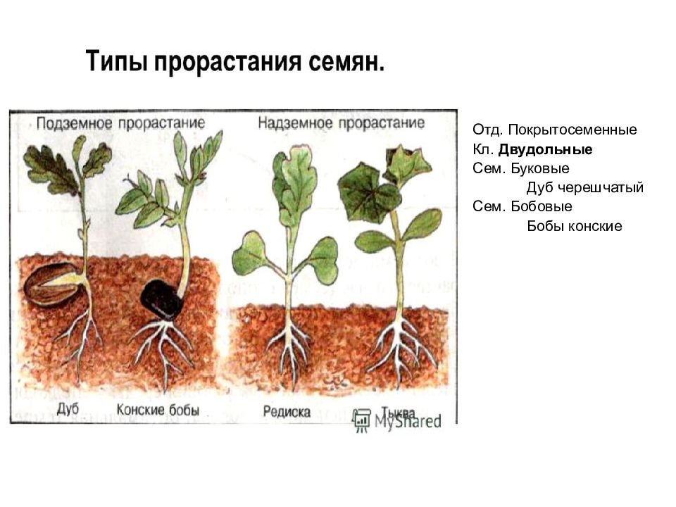 Надземное и подземное прорастание семян схема