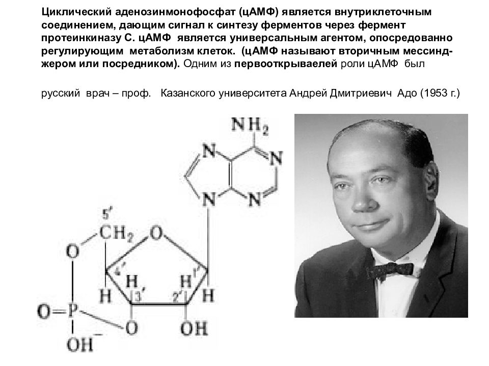 Цамф. Циклический 3 5 аденозинмонофосфат. цамф структурная формула. циклический аденозинмонофосфат цамф. структура цамф.