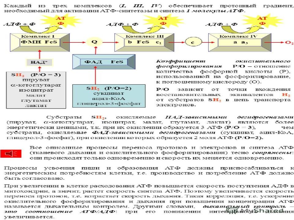 Окислительное фосфорилирование кислородного этапа