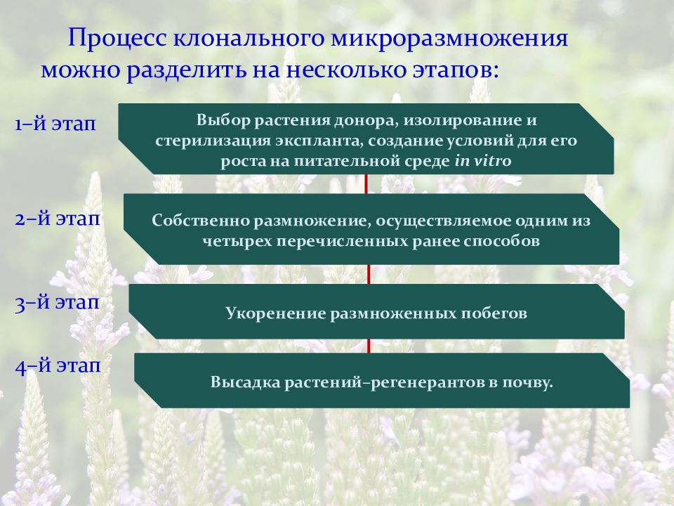 Презентация микроклональное размножение картофеля