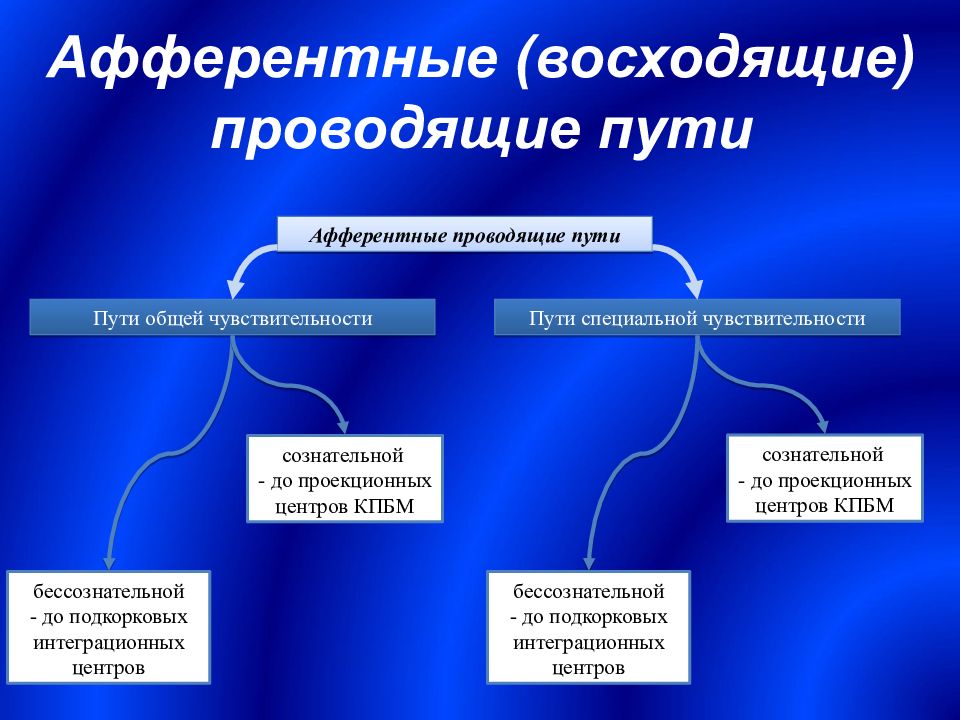 Афферентные и эфферентные пути. Афферентные и эфферентные проводящие пути ЦНС. Афферентные пути разделяют на. Классификация проводящих путей. Проводящие пути.