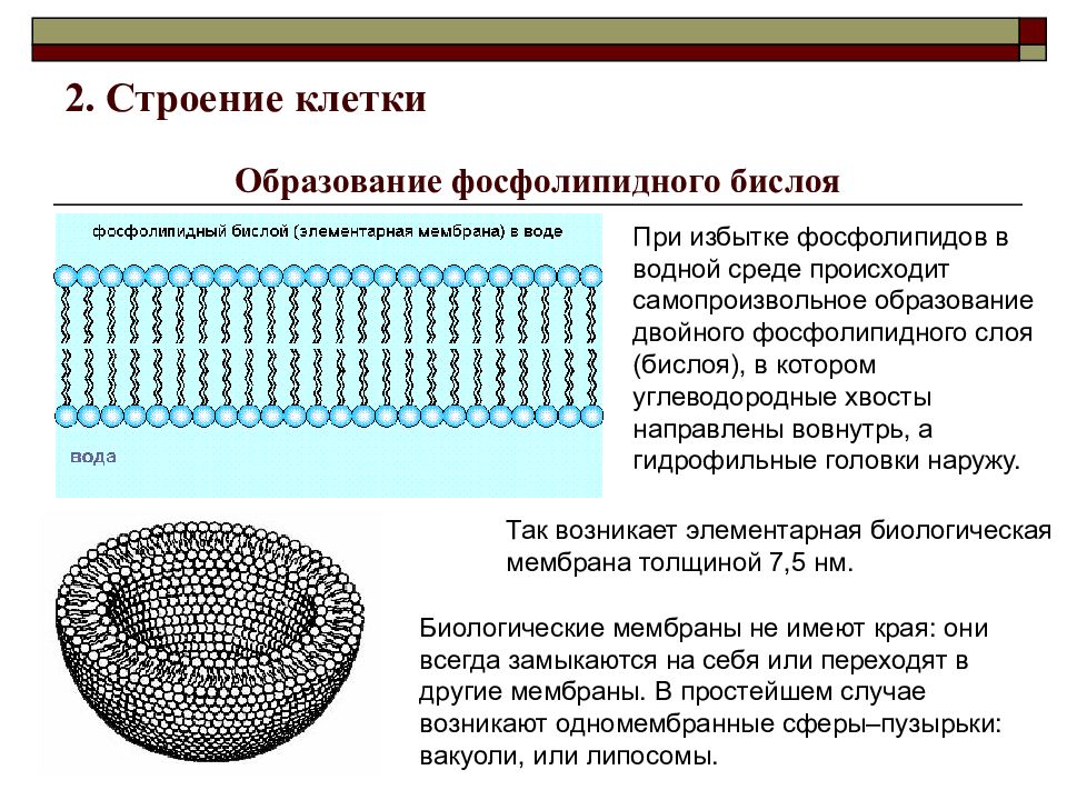 Формируют бислой в мембране клетки