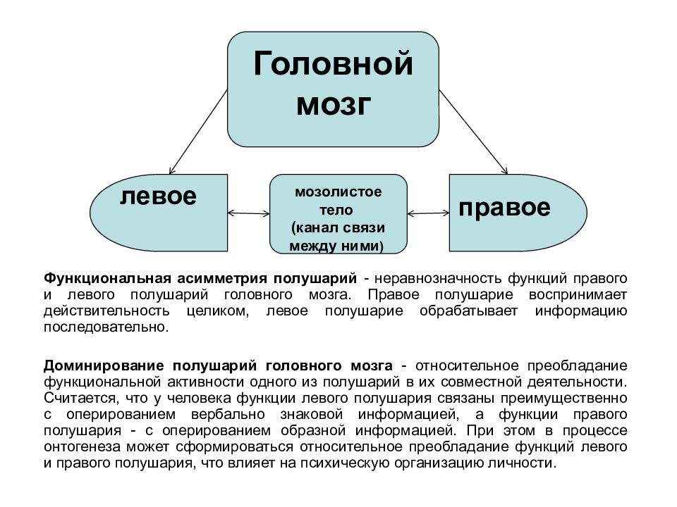 Мозолистое тело функции