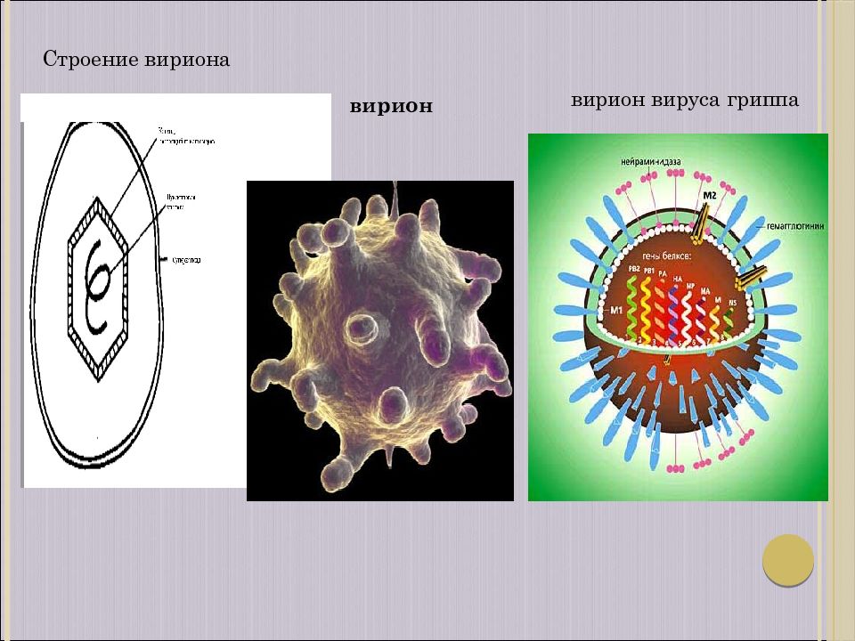 Вирион. Схема строения вируса (вириона). Вирион это микробиология. Строение вириона гриппа. Строение вирусной частицы.
