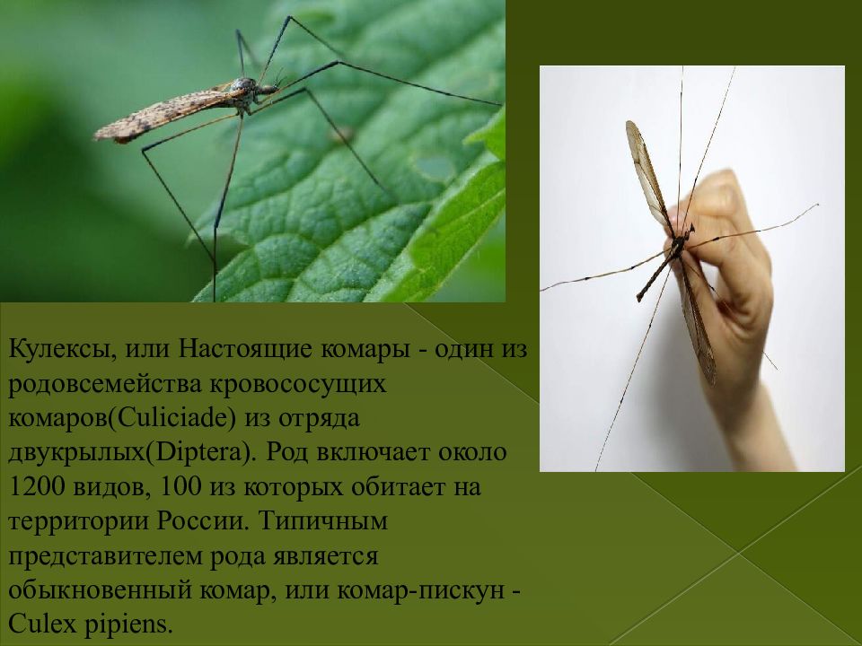 к какой группе относятся комары. отряд двукрылые презентация. строение ног двукрылых. к какой группе относятся комары. презентация на тему комары.