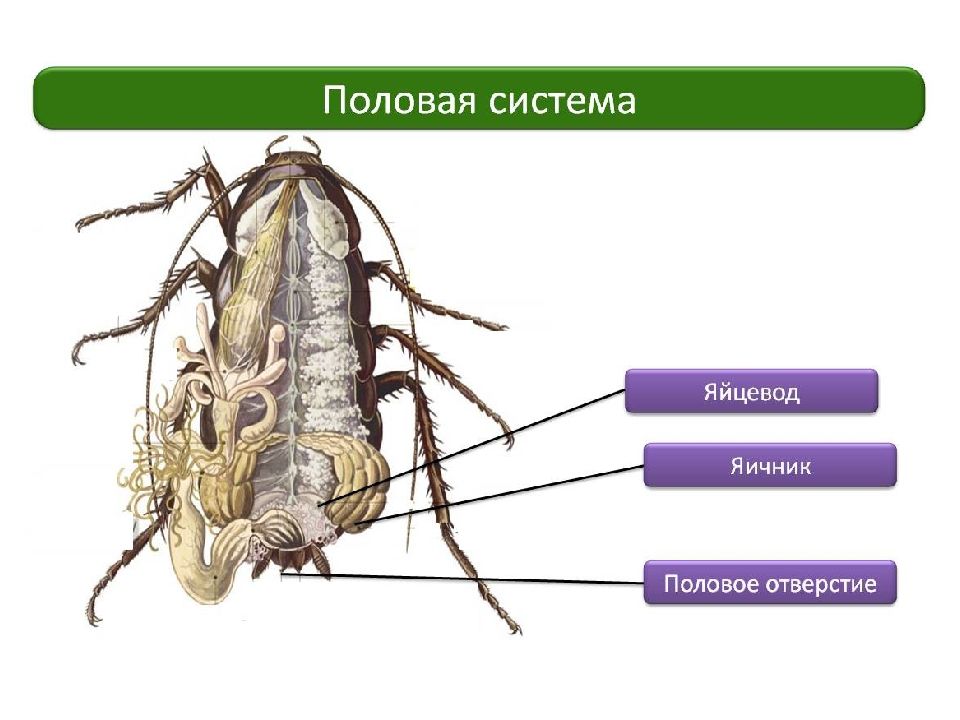 Систему жук. Половая система майского жука. Строение органов насекомых. Половая система насекомых строение. Внутреннее строение майского жука.