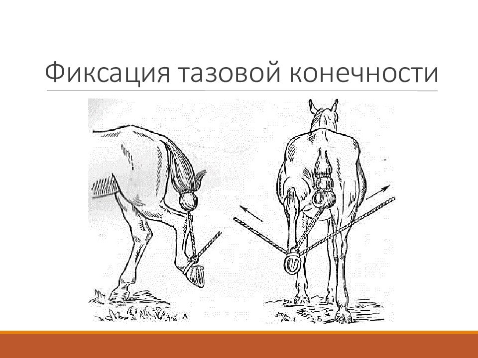 Способы фиксации. Фиксация тазовой конечности у КРС. Фиксация грудной конечности КРС. Фиксация тазовой конечности лошади. Способы фиксации задних конечностей лошади.