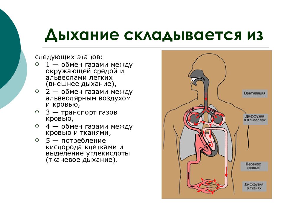 Дыхательная система человека презентация егэ