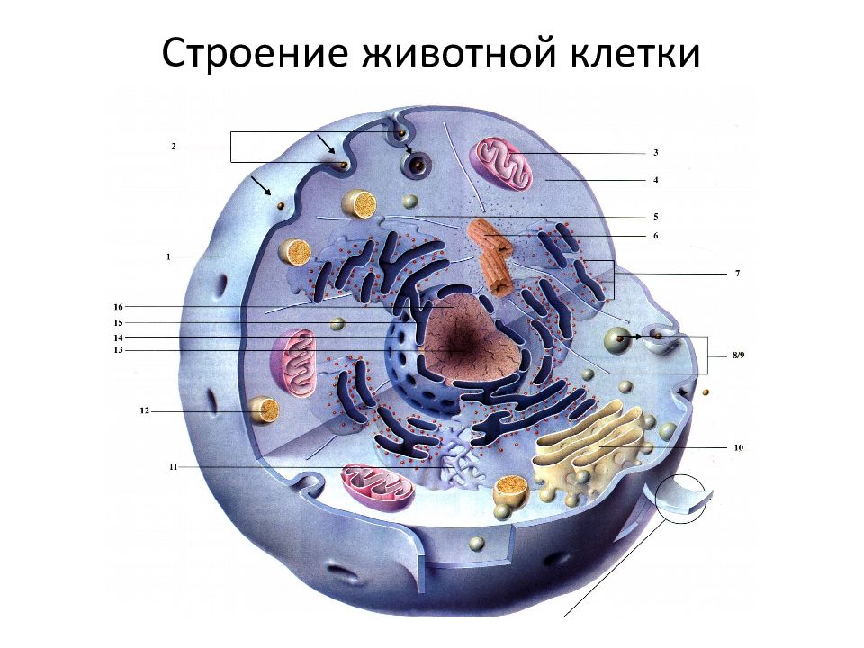 Презентация строение клетки человека