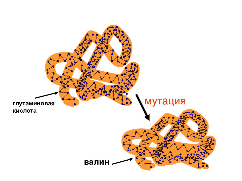 Валин глутаминовая кислота. Механизм высаливания белков. Высаливание белков биохимия. Высаливание биохимия. Мутация белка картинки.