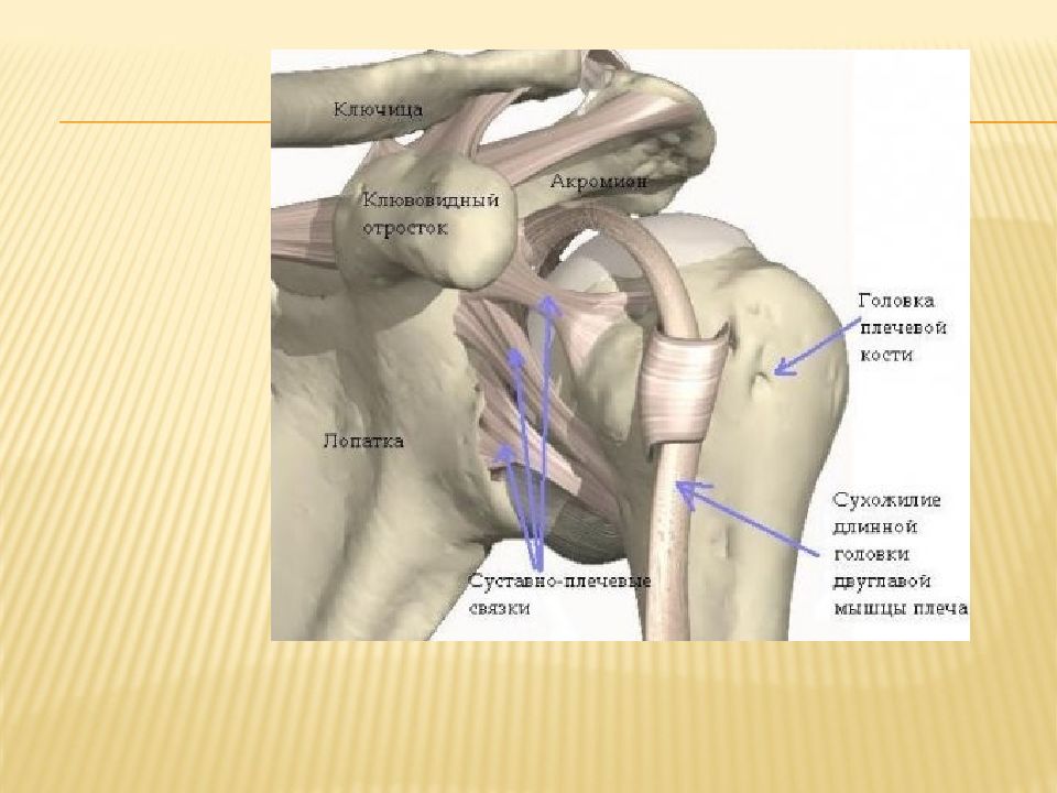 Строение мышц плеча
