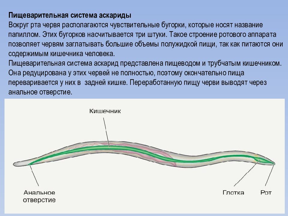 Особенности аскариды. Аскарида человеческая строение. Внутреннее строение аскариды человеческой. Пищеварительная система аскариды человеческой. Аскарида строение рисунок.