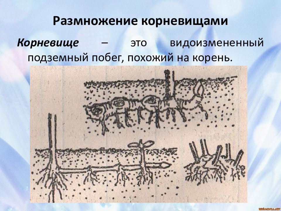 Размножение корневищами картинки