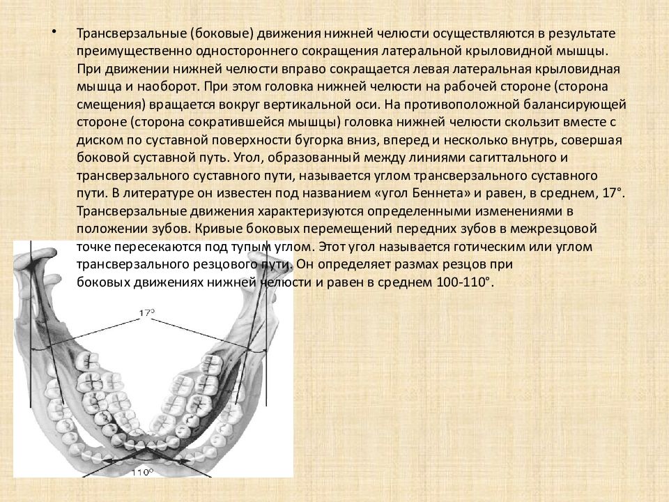 Биомеханика нижней челюсти презентация