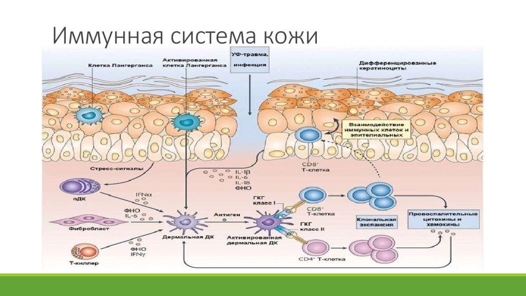 Кожная система. Кожно мукозальная иммунная система. Клетки иммунной системы кожи. Система иммунной защиты кожи. Иммунокомпетентные клетки кожи.