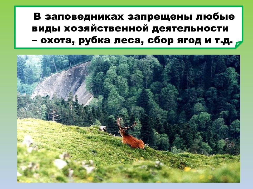 История охраны природы. Что запрещено в заповедниках. Запрещается охота в заповедниках. Хозяйственная деятельность в заповедниках. В заповедниках разрешена деятельность.