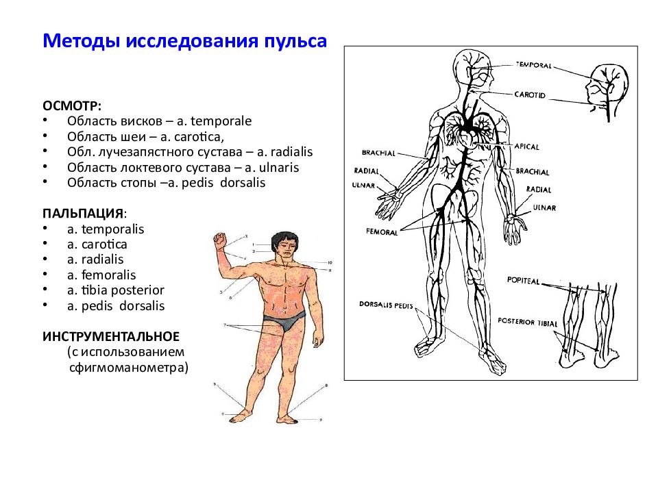 Места определения пульса картинки