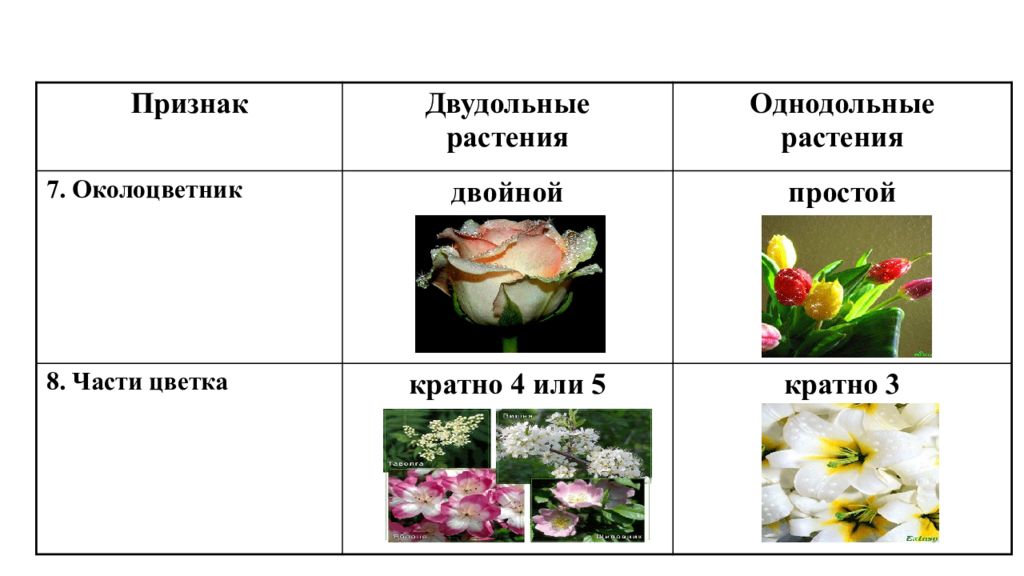 Количество частей цветка кратно 3 класс. Околоцветник у однодольных и двудольных растений. Семейства покрытосеменных таблица. Части цветка кратно 3. Различия растений. Разнообразие цветов.
