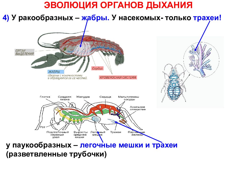 Органы дыхания животных презентация