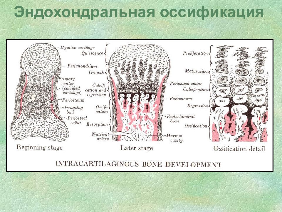 Пороки развития опорно двигательного аппарата презентация