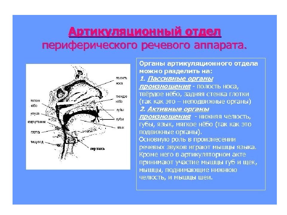 Физиология органов речи презентация