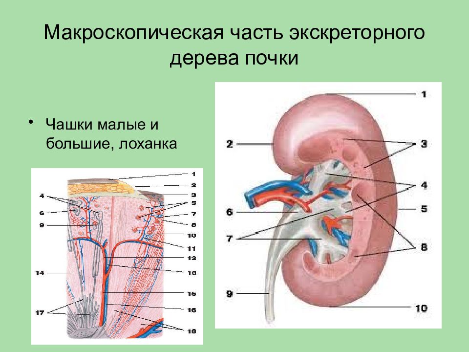 Анатомия мочевой системы презентация