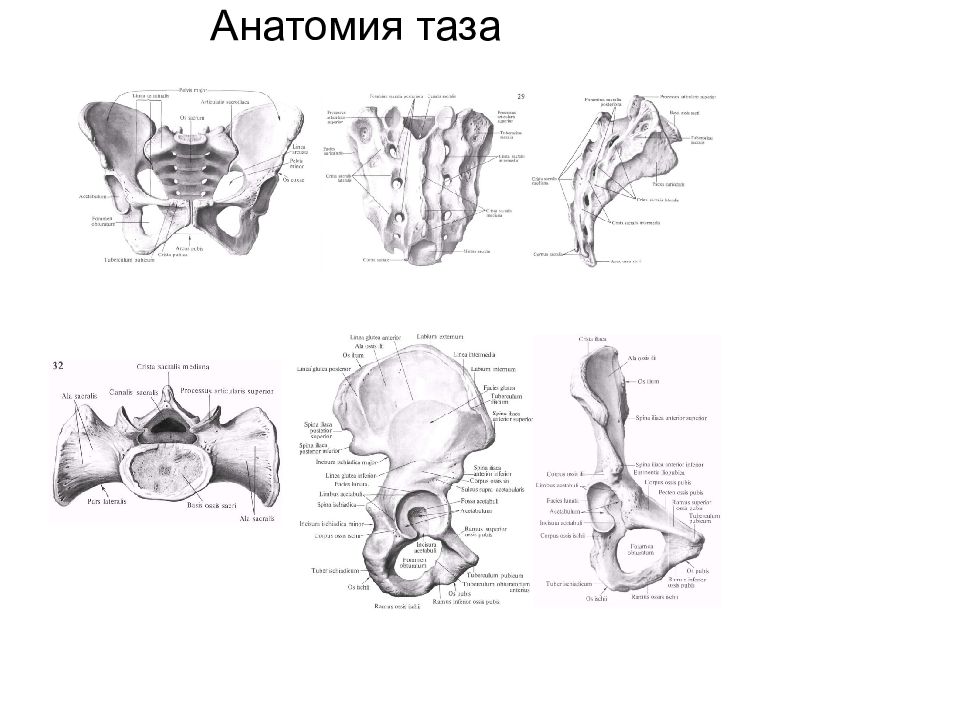 Анатомия таза презентация