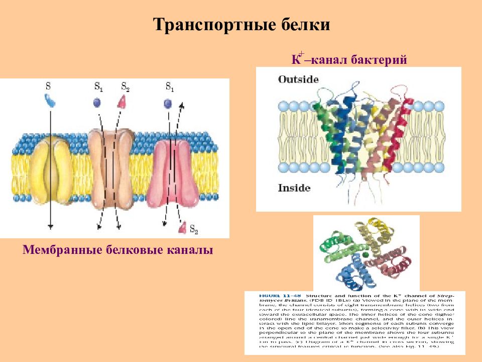 Белковый транспорт. Транспортные белки мембраны функции. Транспортная функция белков мембраны. Белковый канал в мембране. Белки каналы в мембране.