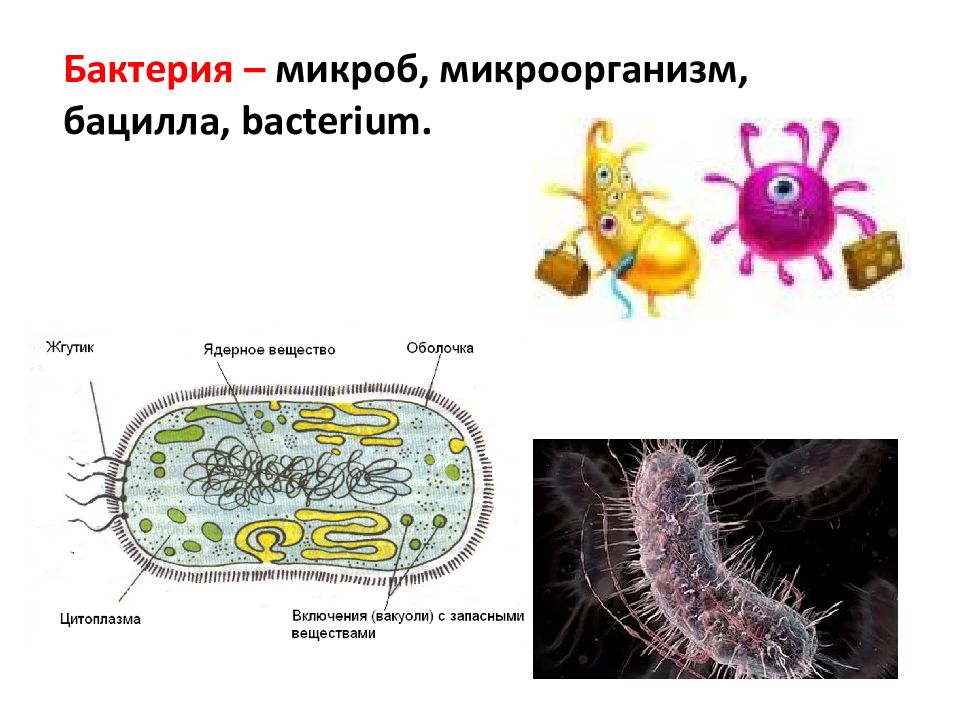 Чем отличаются бактерии. Отличие микробов от бактерий. Микроб и бактерия в чем разница. Микробы и бактерии разница. Бациллы от бактерий отличаются:.