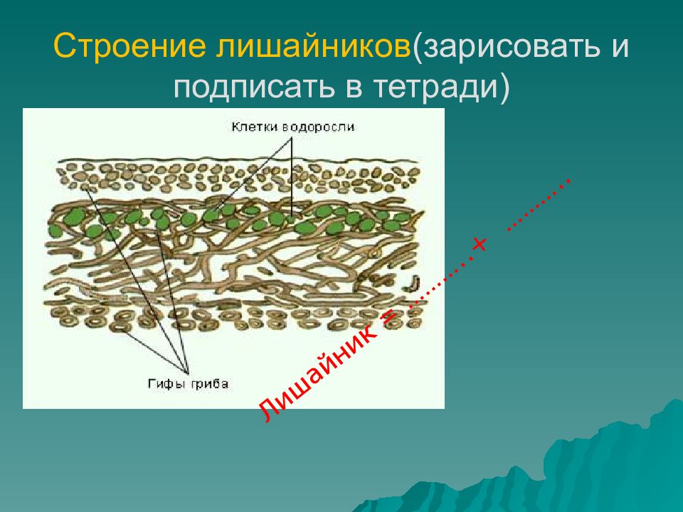 Перед вами схематическое изображение двухкомпонентной биологической системы лишайника