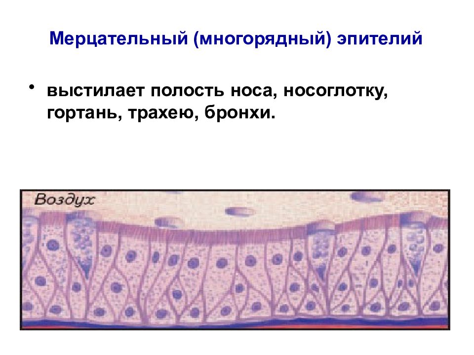 На рисунке изображен реснитчатый эпителий которым выстланы дыхательные пути и носовая полость